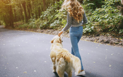 « Mon chien a mordu la jambe de mon voisin »