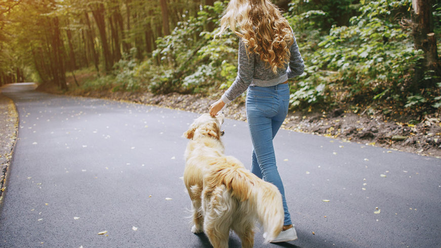 assurance responsabilité chien