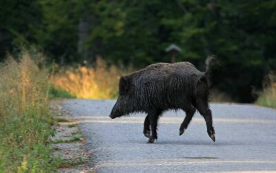 Les recours du propriétaire en cas de dommage provoqué par le gros gibier